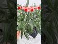 4 best indoor plant grow best in lowlight 😍🪴#gardening #tips #youtubeshorts #indoorgardener