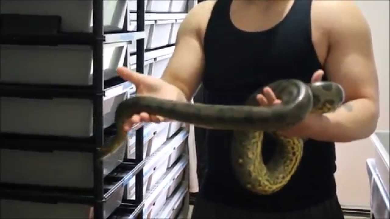 pikachu pokemon Update On Some Bigger Snakes
