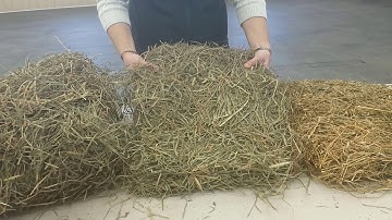 How to evaluate and judge hay and forage