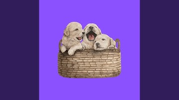 Astounding Backdrops for Calming Down with Puppy