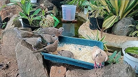 many new arrivals, parent birds in the aviary