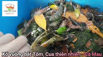 Xổ vuông bắt Tôm Thiên Nhiên, Cua Cà Mau. #trending #review #thientrastore #tomthiennhien #cuacamau