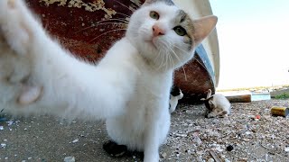 とにかくカメラを叩く子猫、その隙に膝の上に乗る大人猫