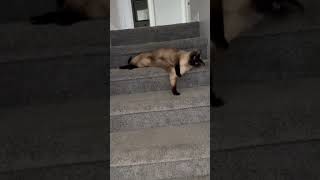 Cat Gets Down Stairs Playfully By Lying On Them And Rolling Over - 1503212