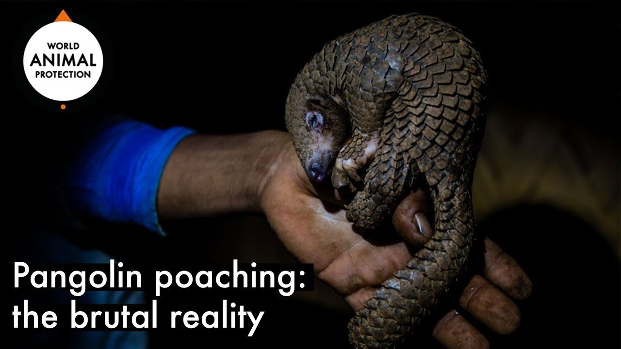 Pangolin poaching: the brutal reality