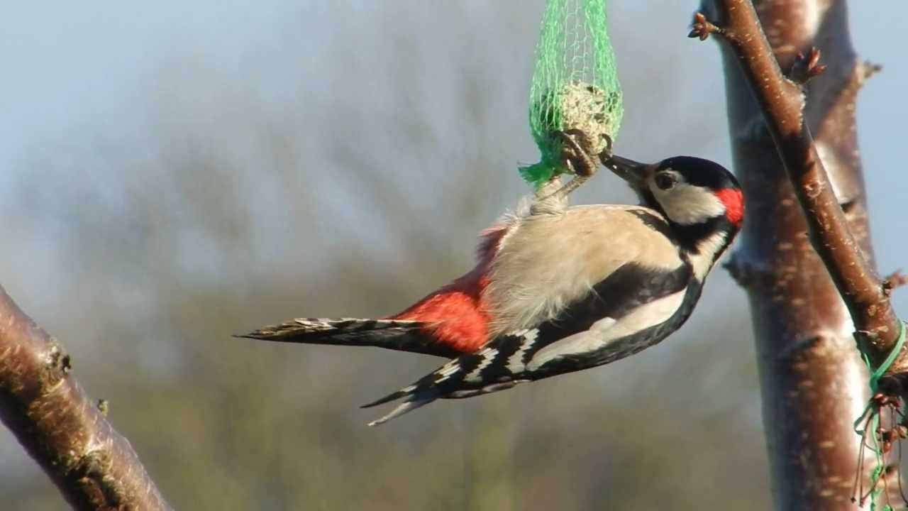 Woodpeckers Song