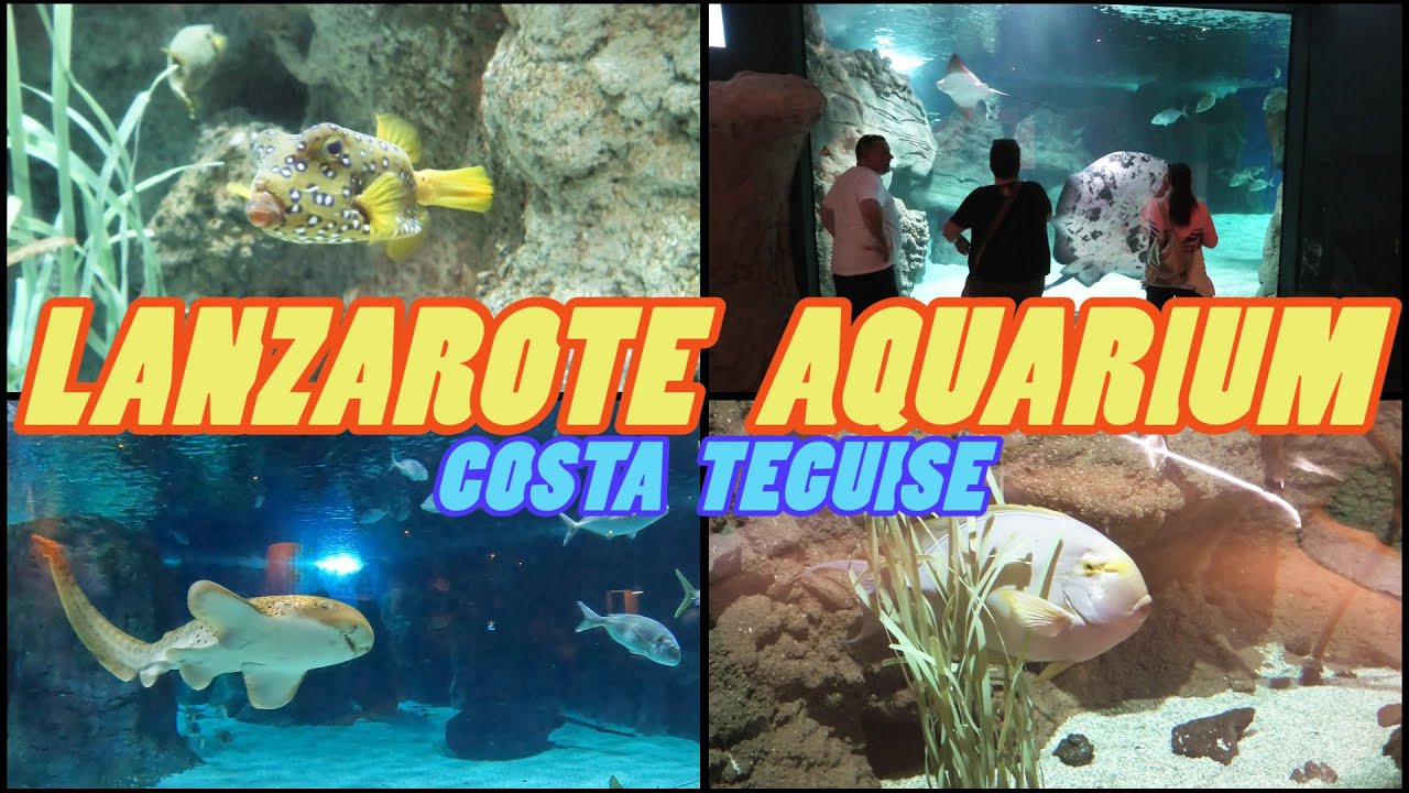 LANZAROTE AQUARIUM - Costa Teguise Lanzarote [4k]