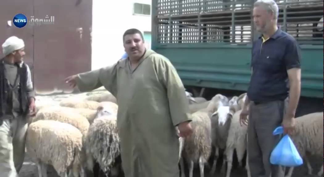 قالمة / تضارب في أسعار الماشية بين الموال والمواطن