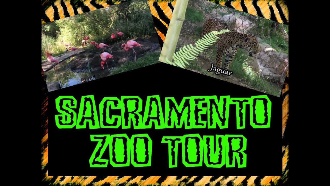 Sacramento Zoo Tour 2018 YouTube