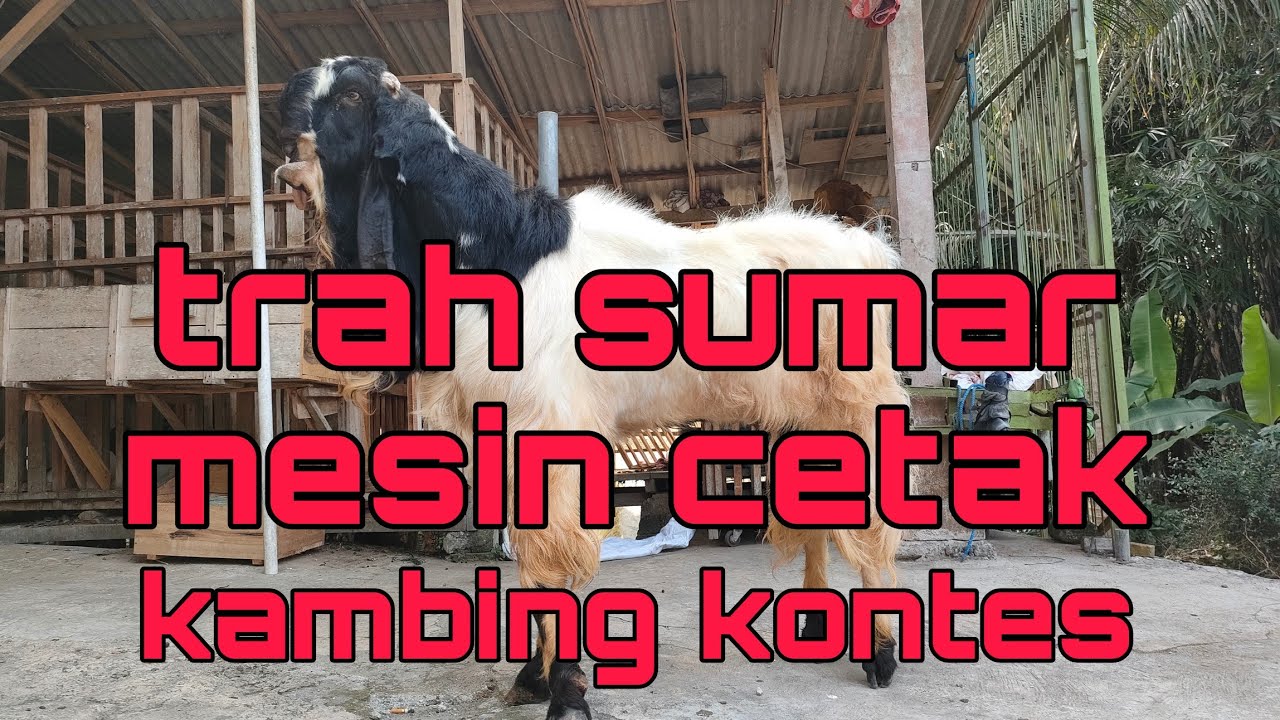 PETERNAK PANTANG MENYERAH KETEMU PEJANTAN CETAK SETELAH GANTI 4 KALI  TRAH SUMAR || ONTOSENO