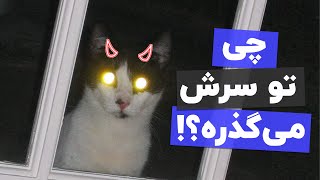 😈شبا که ما میخوابیم😴 گربه ها چی کار میکنن؟