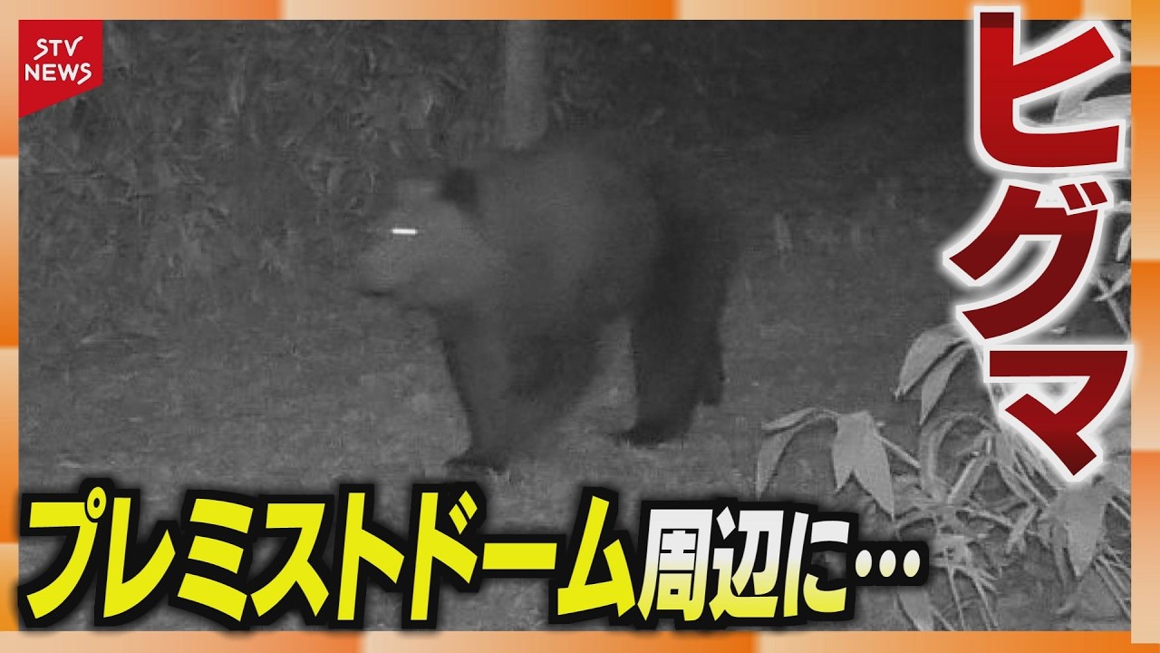 A bear was spotted staring at a fixed camera in the vicinity of