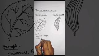 How to draw types of venation of leaf reticulate & parallel ?viral shorts drawing diagram art