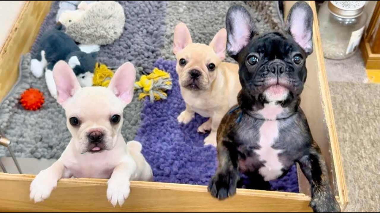 衝撃的なご報告は今週中になると思います - YouTube