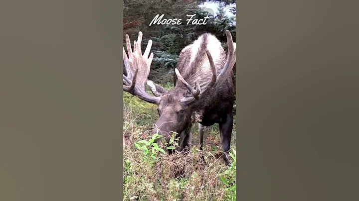 3 Moose Facts - Moose: The Giant of the Deer Family
