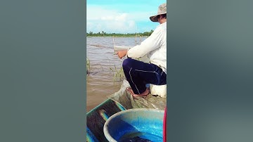 cá lóc ca rô  đồng#short