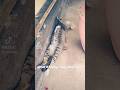 ★Stray cat in Wat Khlong Toey Nok★ 27Apr2024 #shorts #neko #meaw #cat #猫 #แมว #bangkok #thailand