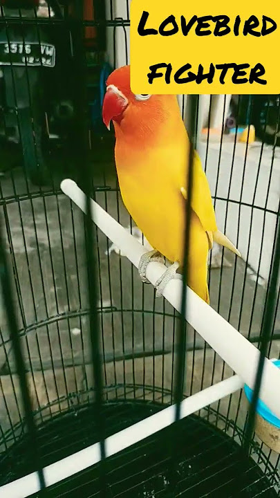 Masteran burung Lovebird #lovebirds #viral #shorts