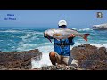 ESTE es el  COLOR que PREFIEREN las CORVINAS GRANDES. || Big croaker fishing.