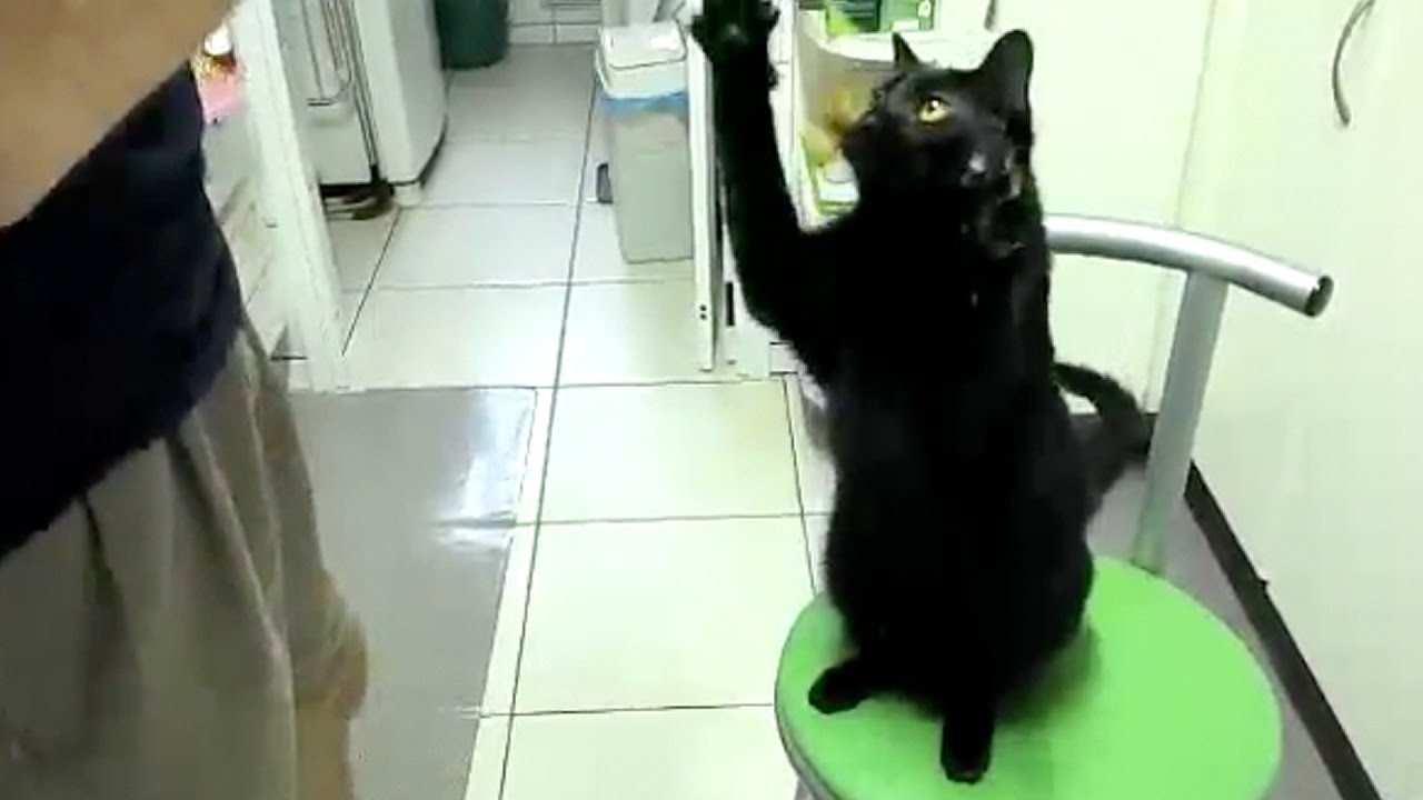 Black Cats Compilation