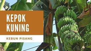 Kebun Pisang Kepok Kuning 