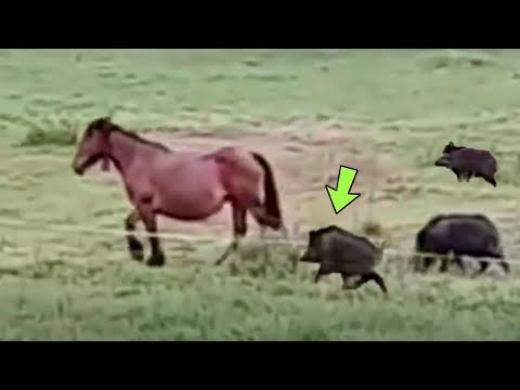 110 Times Animals Messed With Wrong Opponents !