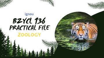 BZYCL 136 PRACTICAL FILE l IGNOU I ZOOLOGY I BSCG