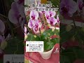 胡蝶蘭の花をもう一度咲かせる方法 #shorts #ガーデニング #園芸
