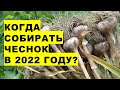 Когда убирать урожай чеснока в 2022 году? Как определить созревание чеснока?