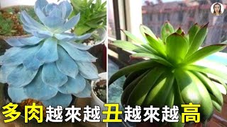 多肉植物越來越小或者根本不長，有7個常見原因，其中第3條90%的人都會做錯，快看看你中了幾條|花花世界