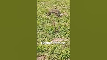 Gopher Tortoises at the park! #gophertortoise #tortoise #dance #nature #wildlife #oohgirl