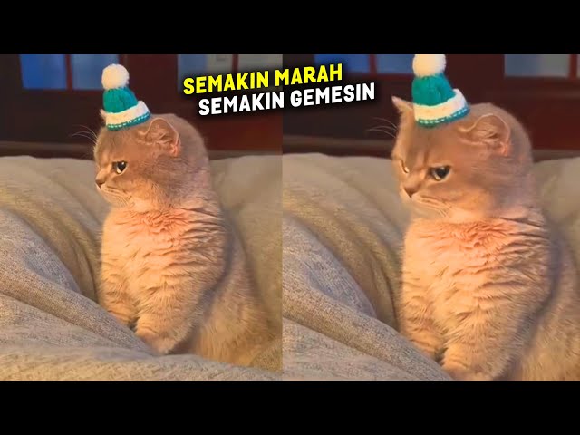 KUCING MAKIN MARAH MAKIN GEMESIN.! Video Kucing Lucu Bikin Ngakak Terbaru 2024 class=