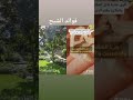 فوائد الشيح