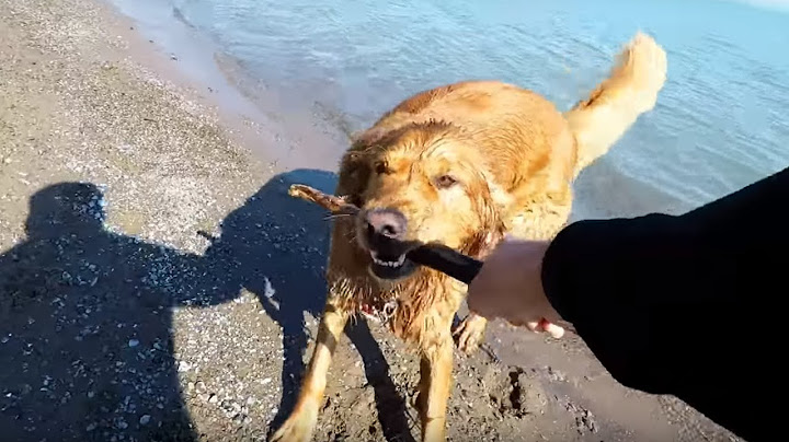 This stranger can't resist dog's invitation to play at the beach