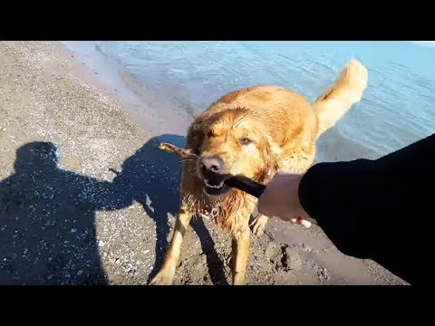 this-stranger-can't-resist-dog's-invitation-to-play-at-the-beach