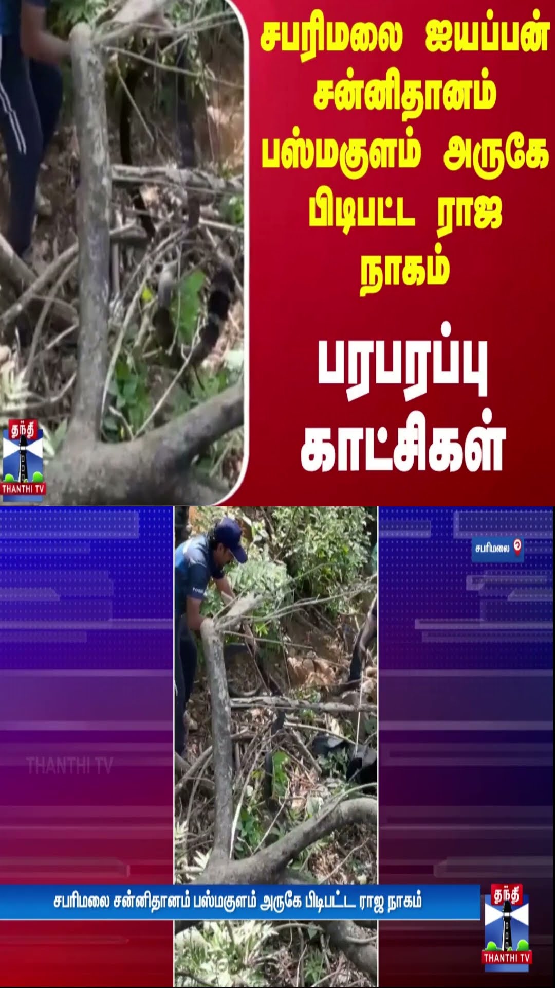 சபரிமலை ஐயப்பன் சன்னிதானம் பஸ்மகுளம் அருகே பிடிபட்ட ராஜ நாகம் - பரபரப்பு காட்சிகள்