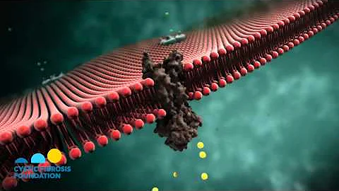 CF Foundation | Cilia (No Audio)