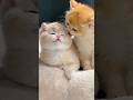 wait for it 🥰 #catsoftiktok #funnycat #kitten #cutecats #catlovers