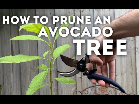 How to Prune an Avocado Tree