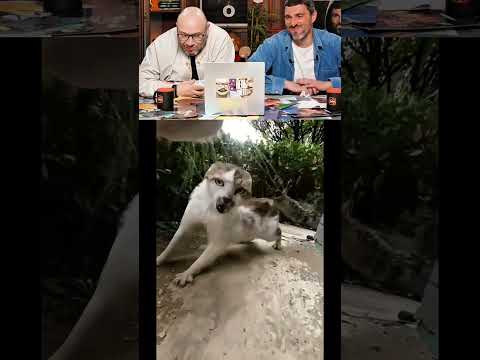 ЗАСМЕЯЛСЯ-ПОДПИСАЛСЯ Ч.81😂ПОДНИМИ НАСТРОЕНИЕ!
