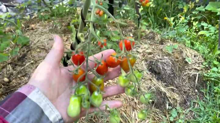 Daves veggie patch - whats growing now vegetable g...