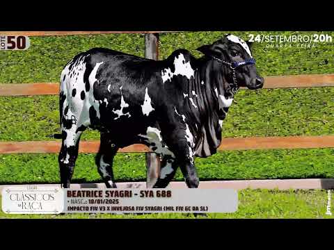 LOTE 50   SYA 688