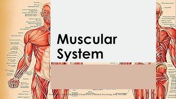 Basic Anatomy & Physiology 07 | MUSCULAR SYSTEM   Reference   Seeley
