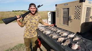 Opening Day Public Land Walk In Only Dove Hunt 2022 Opener