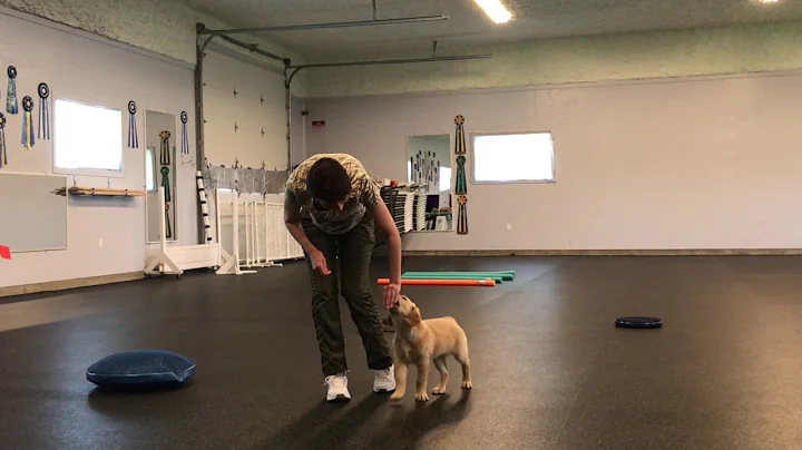 Competition obedience puppy exercises