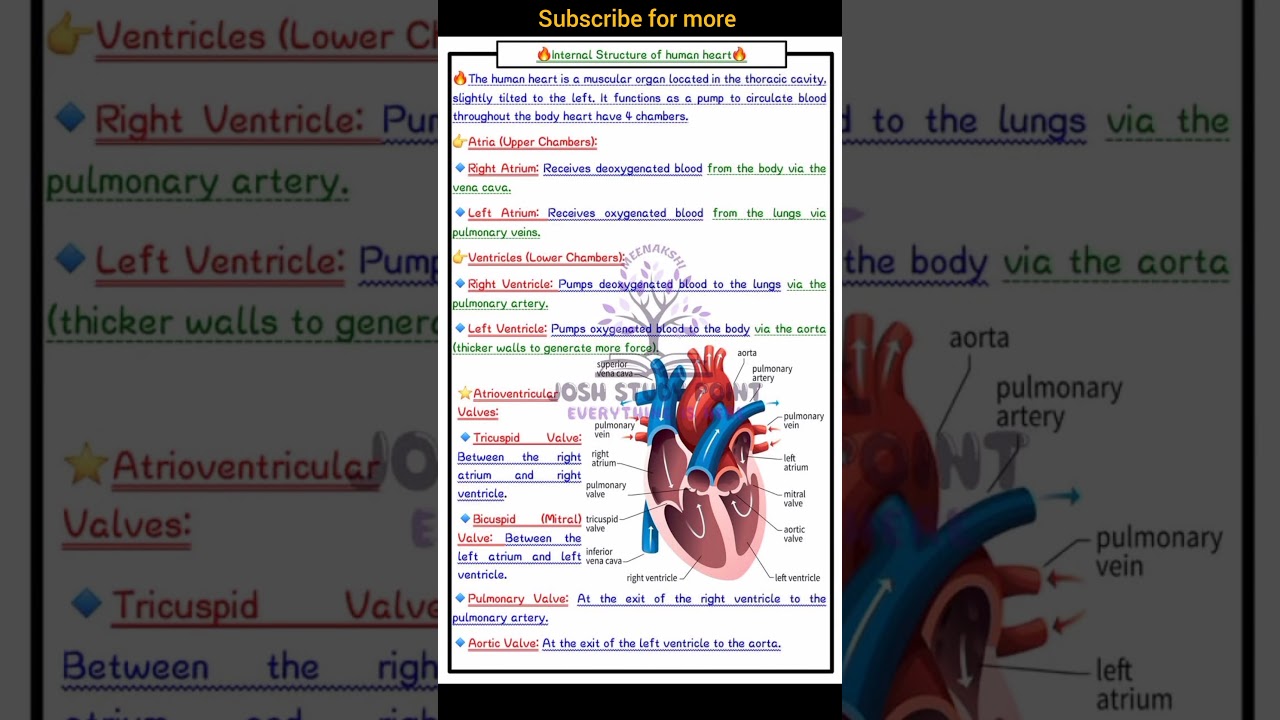 Anotamy of internal structure of human heart 💜 #youtubeshorts #biology #education