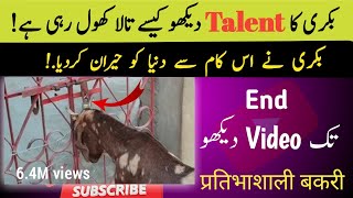 Bakri ka talent Dekho | Talented Goat | प्रतिभाशाली बकरी | goat | funny goats @GameGoat