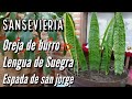 Como Cuidar la Planta LENGUA DE SUEGRA | SANSEVIERIA | Beneficios de la Espada de San Jorge