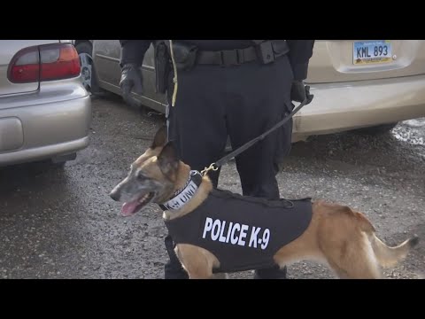 Wideo: AKTUALIZACJA: Oficer Hickey kupuje byłego K9 na aukcji… Czekaj, aż usłyszysz cenę!