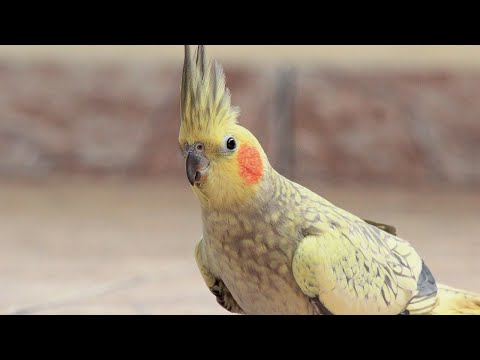 different types of parrots video parrot birds farming